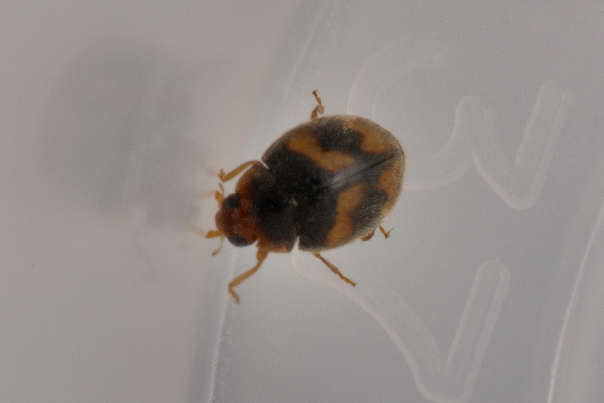 Coccinellidae scimnino